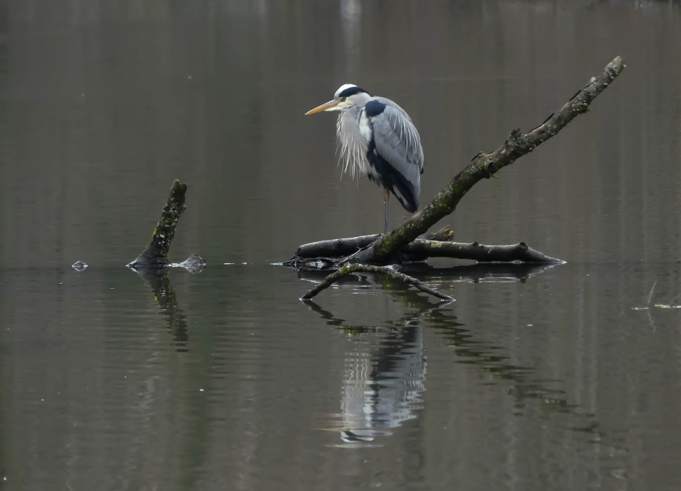  Heron
