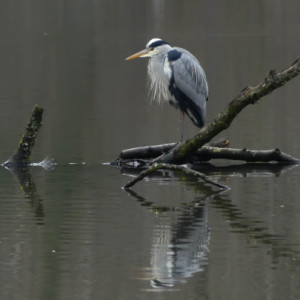  Heron