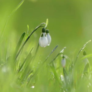 Flower Friday