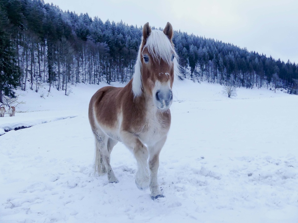 Hello,  snow beauty!
