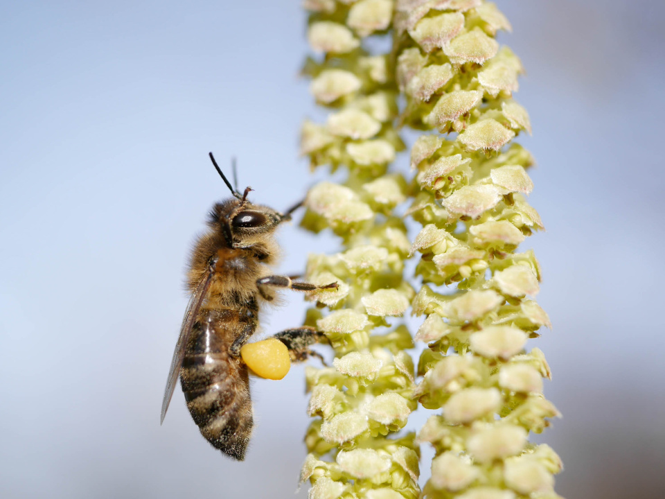  First bees are out!