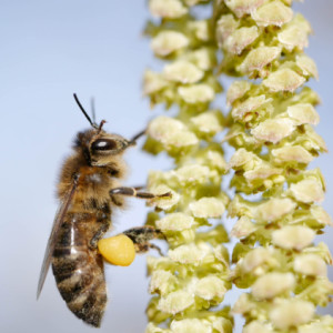  First bees are out!