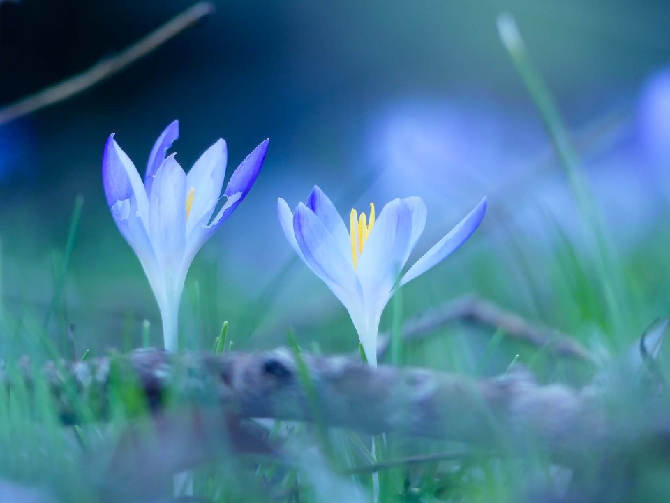  Crocuses Spring