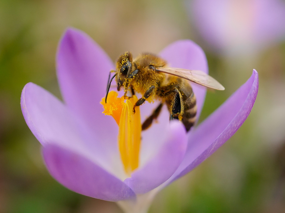 A happy bee