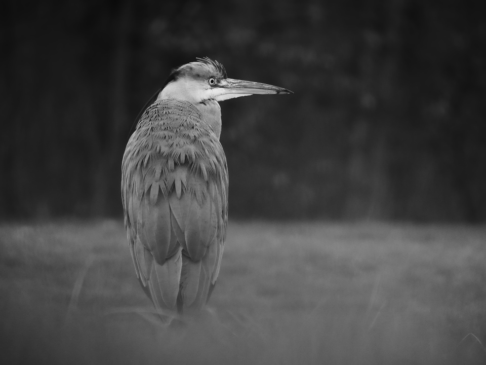  A heron looks beautiful ...