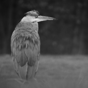  A heron looks beautiful ...