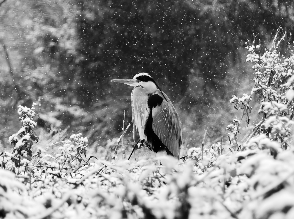  Another day, another heron ...