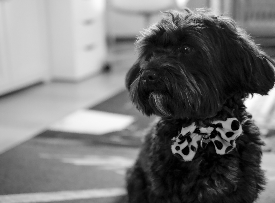 Buddy
