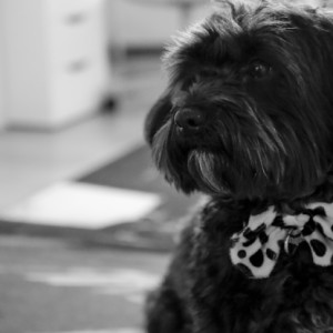 Buddy