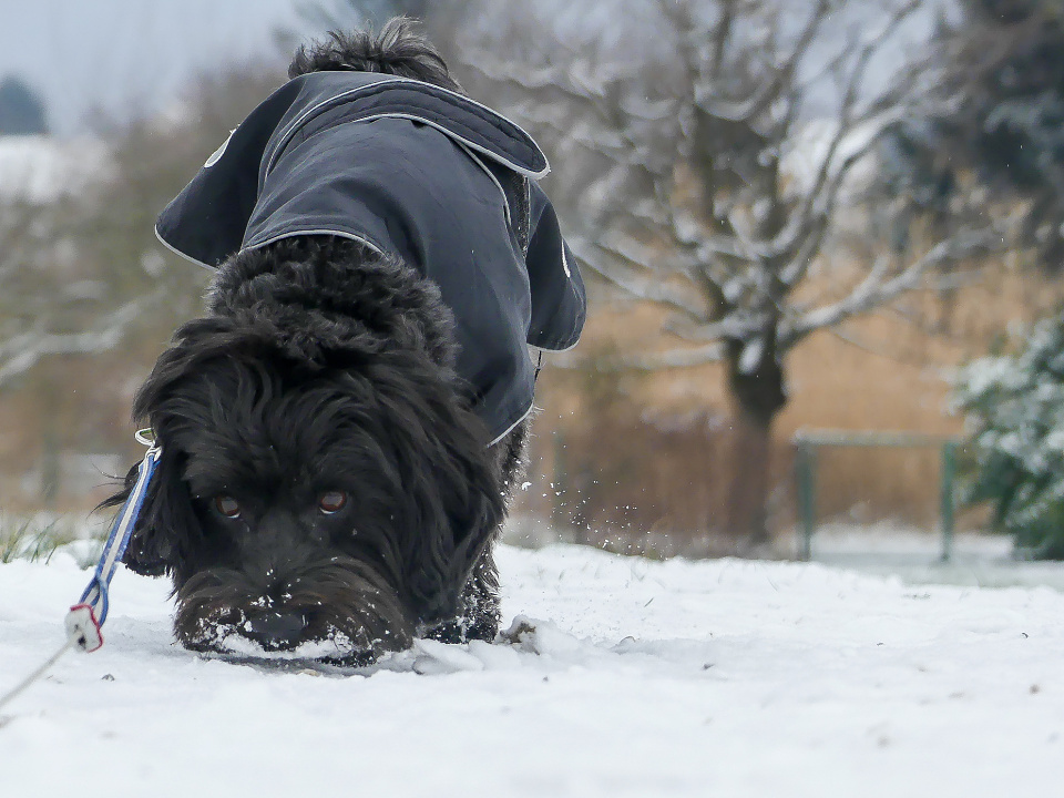 Snow