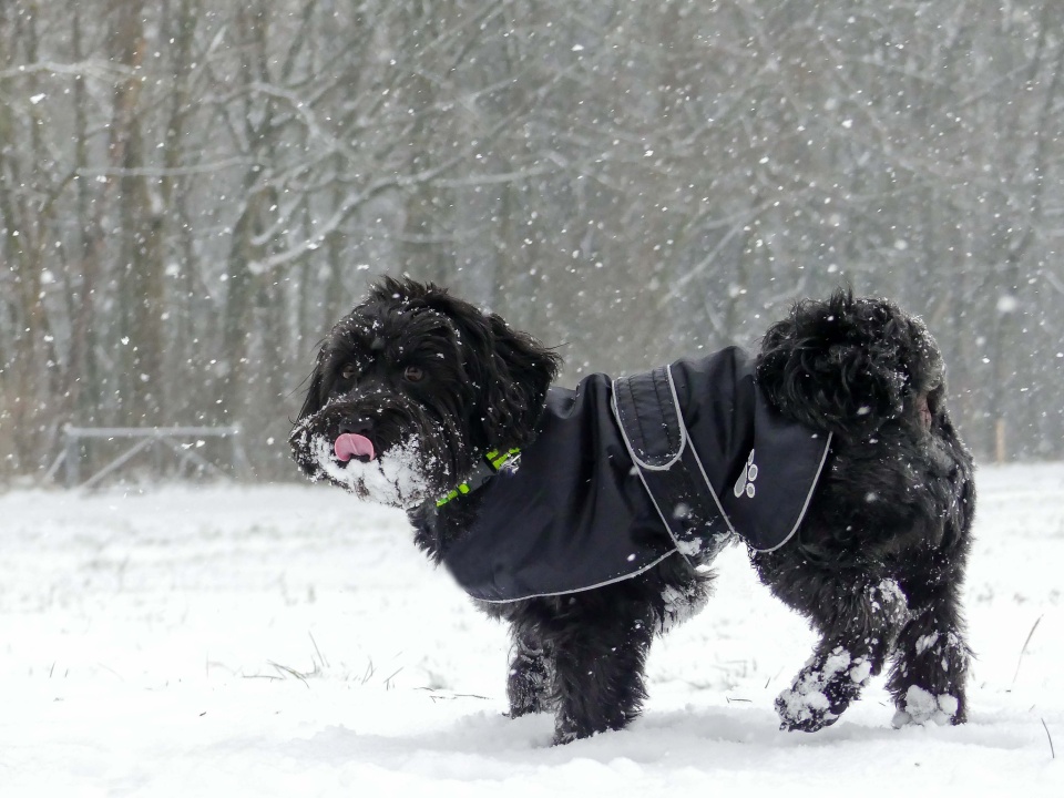 It's snowing again