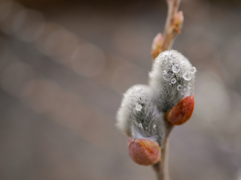 Spring