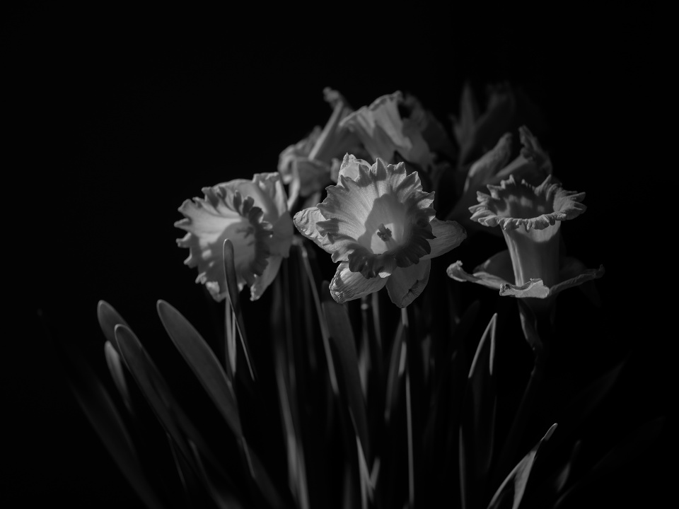  Daffodils