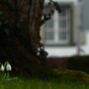  snowdrops