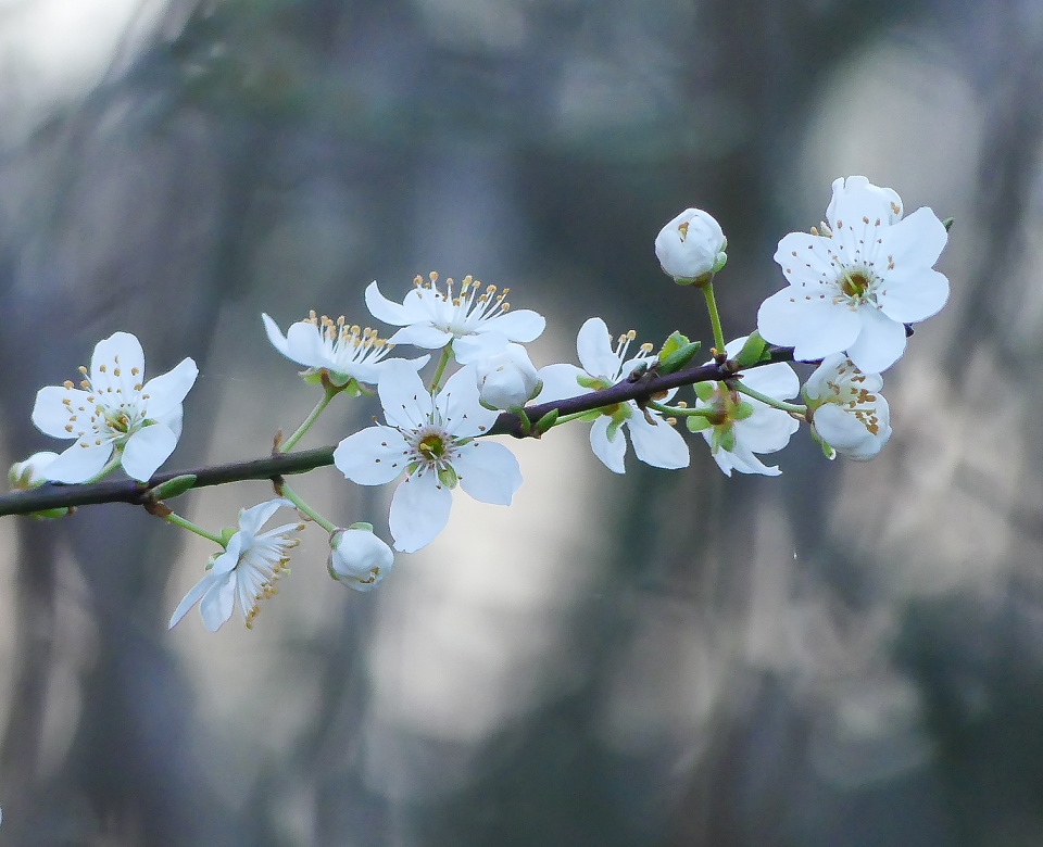 Flower Friday