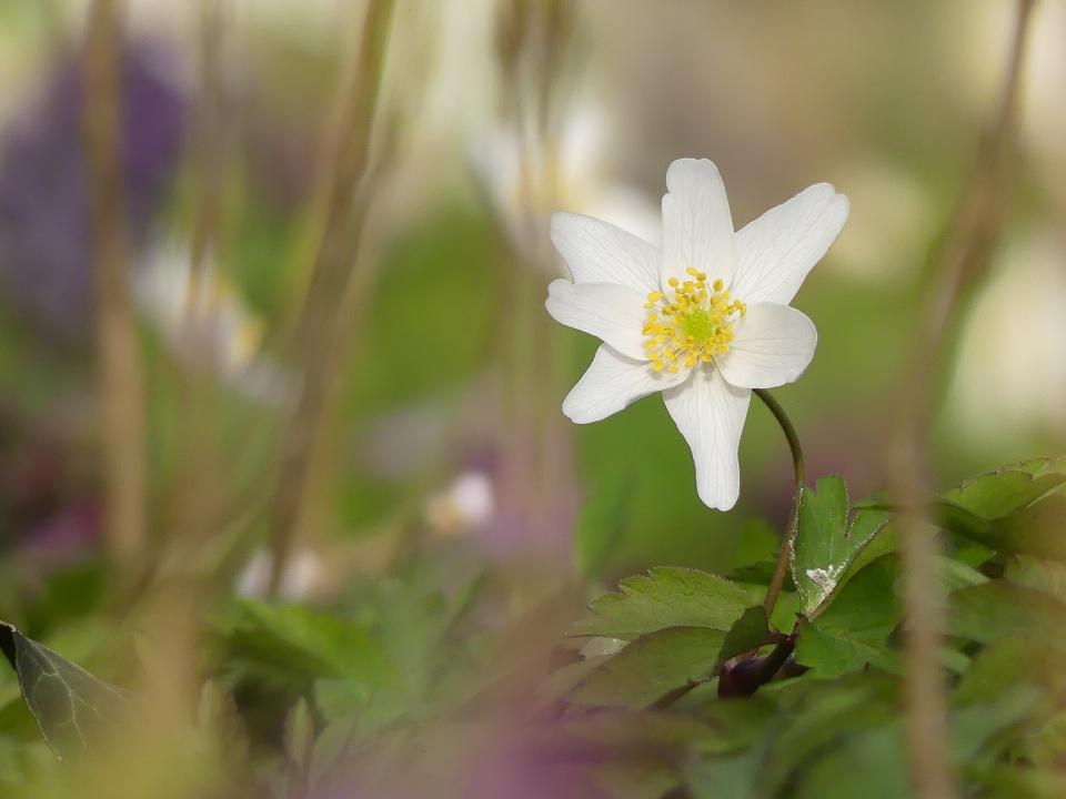 A wild flower