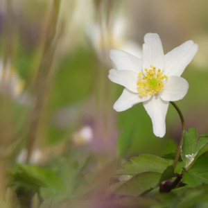 A wild flower