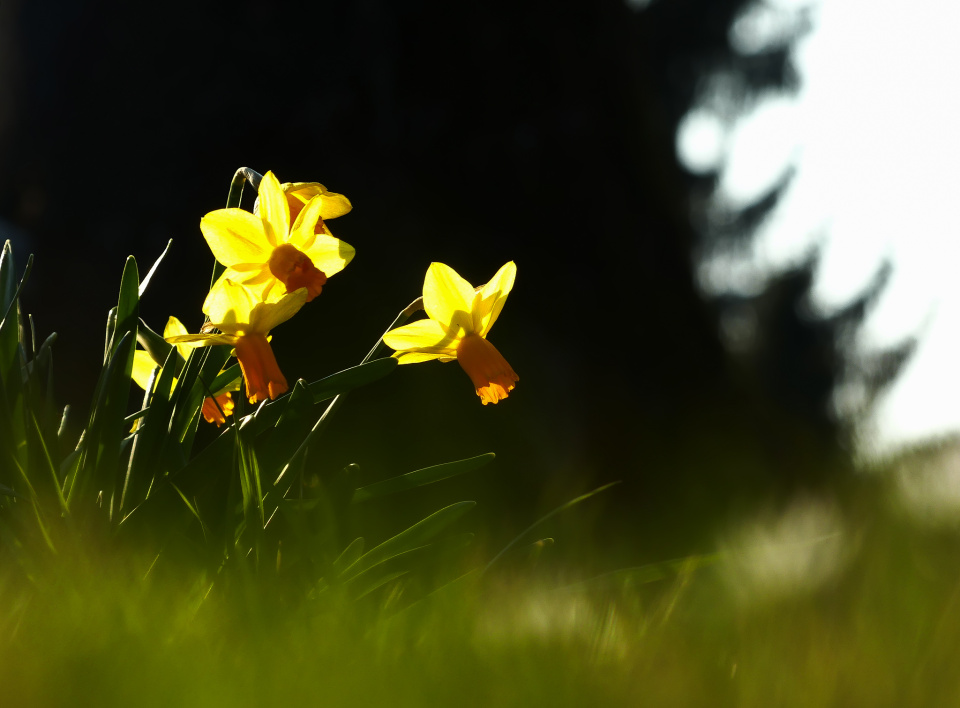 Daffodils
