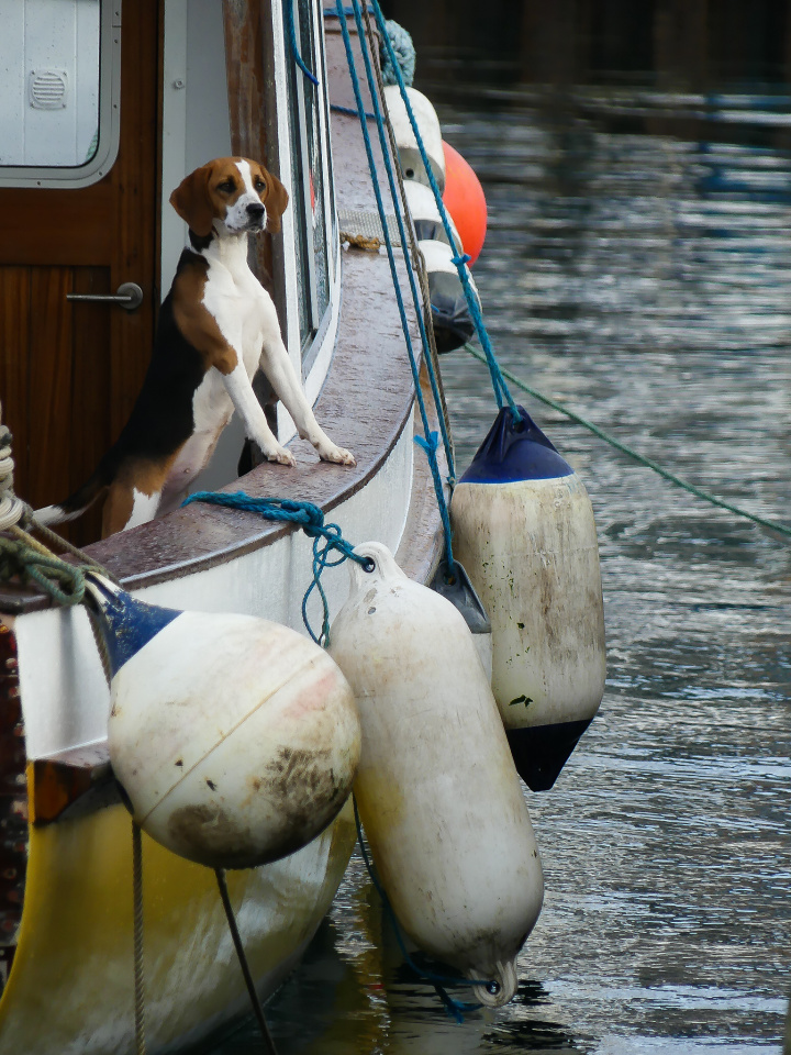  Dog Boat