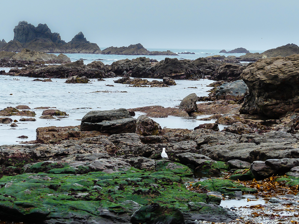 Lizard Point