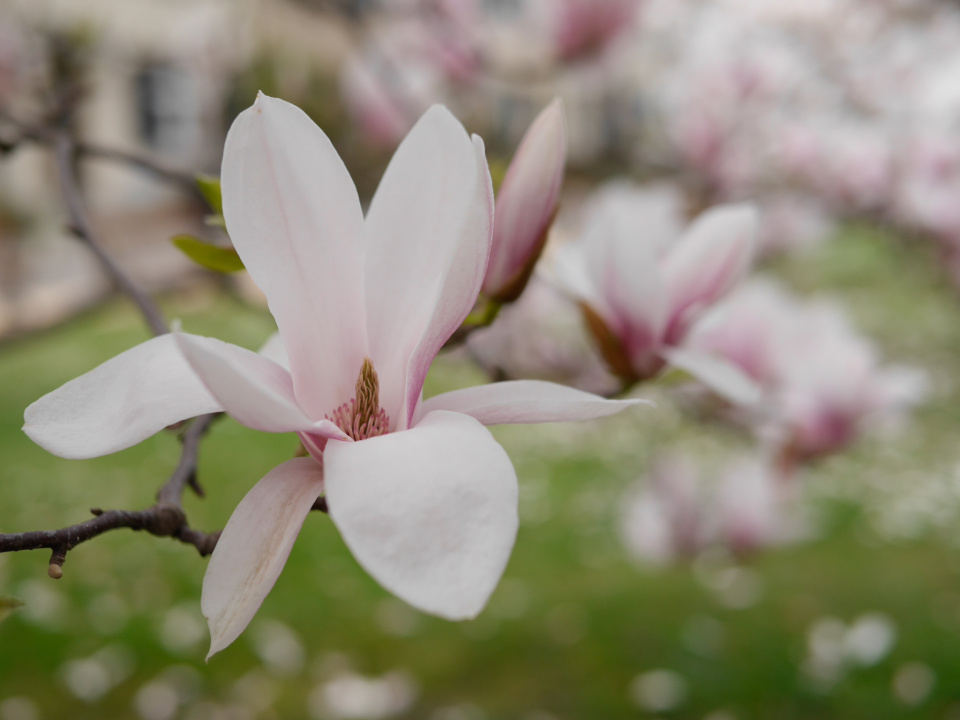 Magnolias in bloom