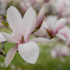 Magnolias in bloom