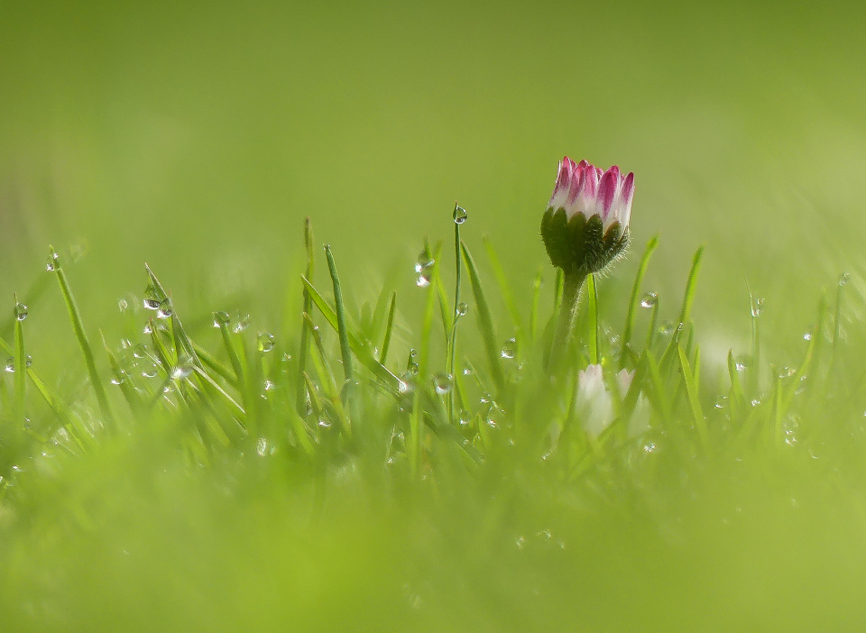  Morningdew Daisy