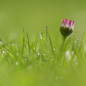  Morningdew Daisy