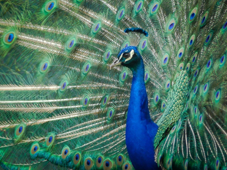 Peacock