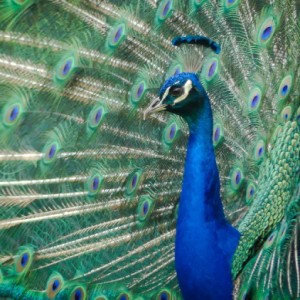 Peacock