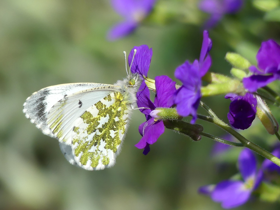  First butterfly shot of ...