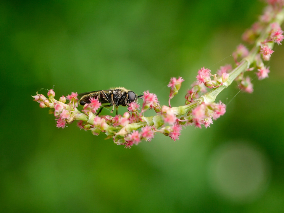  Macro Insect Flower