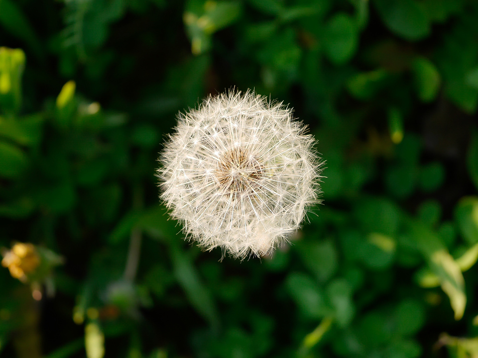  Dandelion