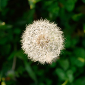  Dandelion