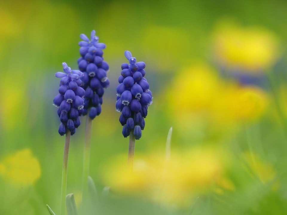 Flower Friday