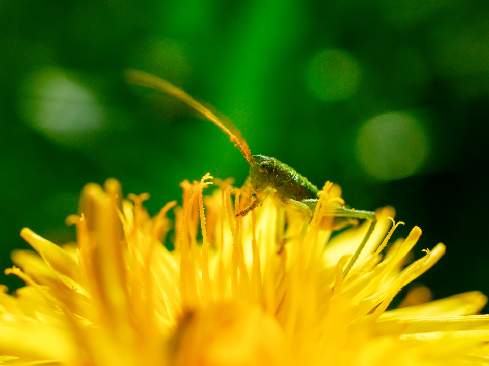  Yet another grasshopper