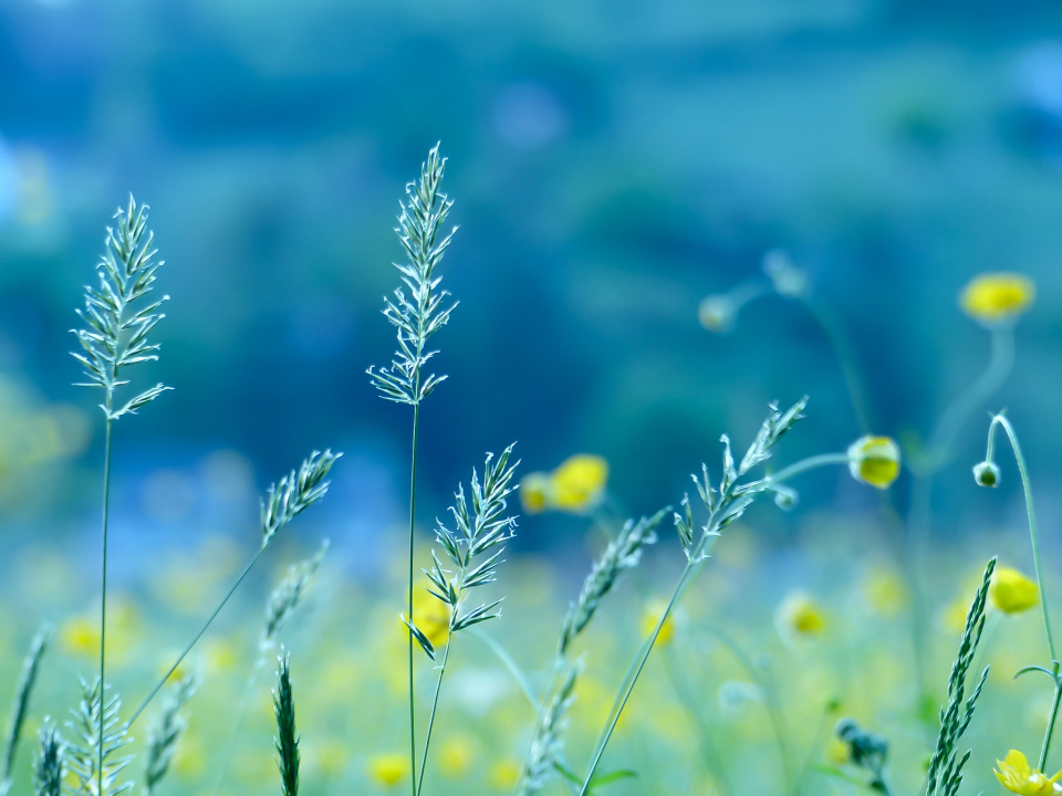 Fields of flowers