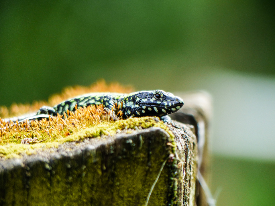Lizard basking in the sun