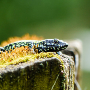 Lizard basking in the sun