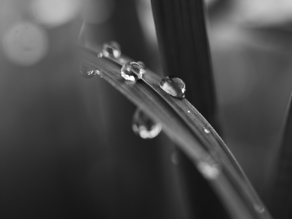 Rain drops