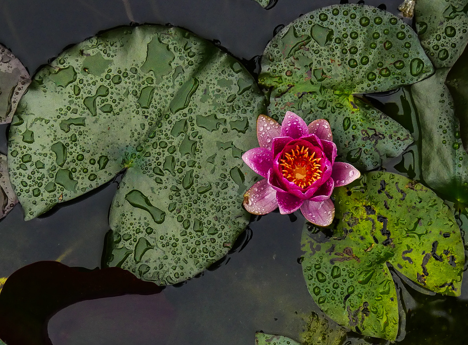 Pink Water Lily