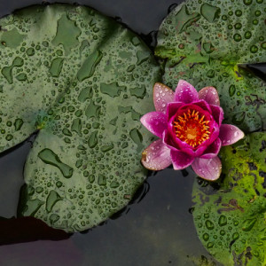 Pink Water Lily