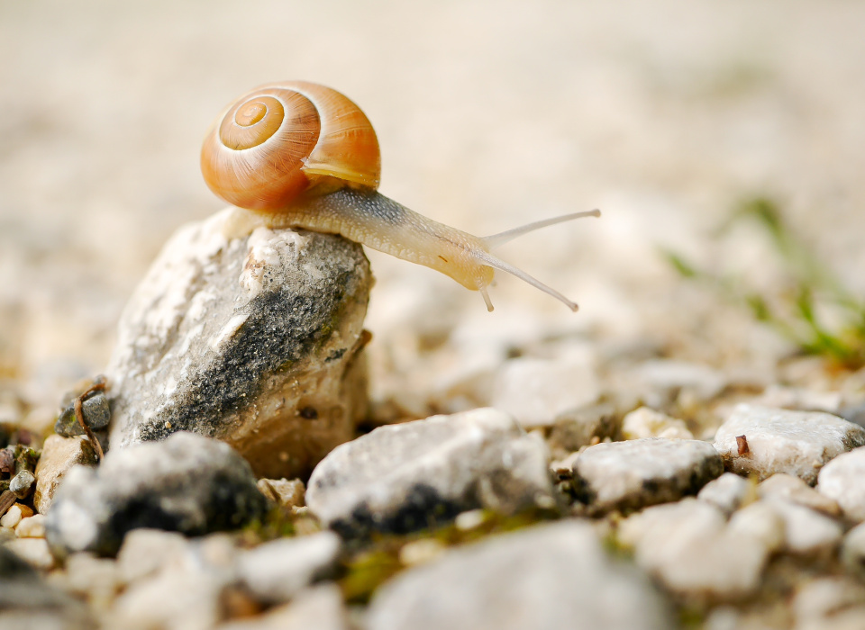 A snail on the rock