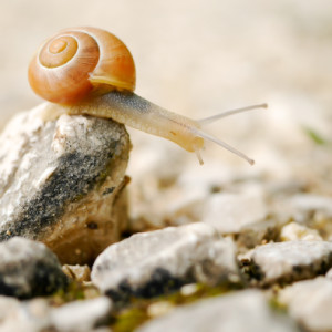 A snail on the rock