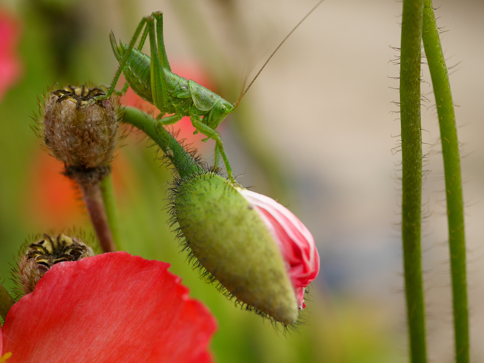Grasshopper on a poppy