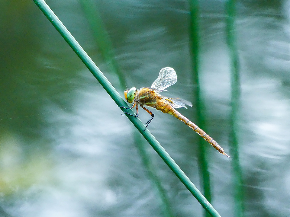Dragonfly