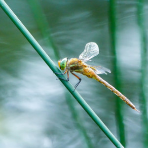 Dragonfly