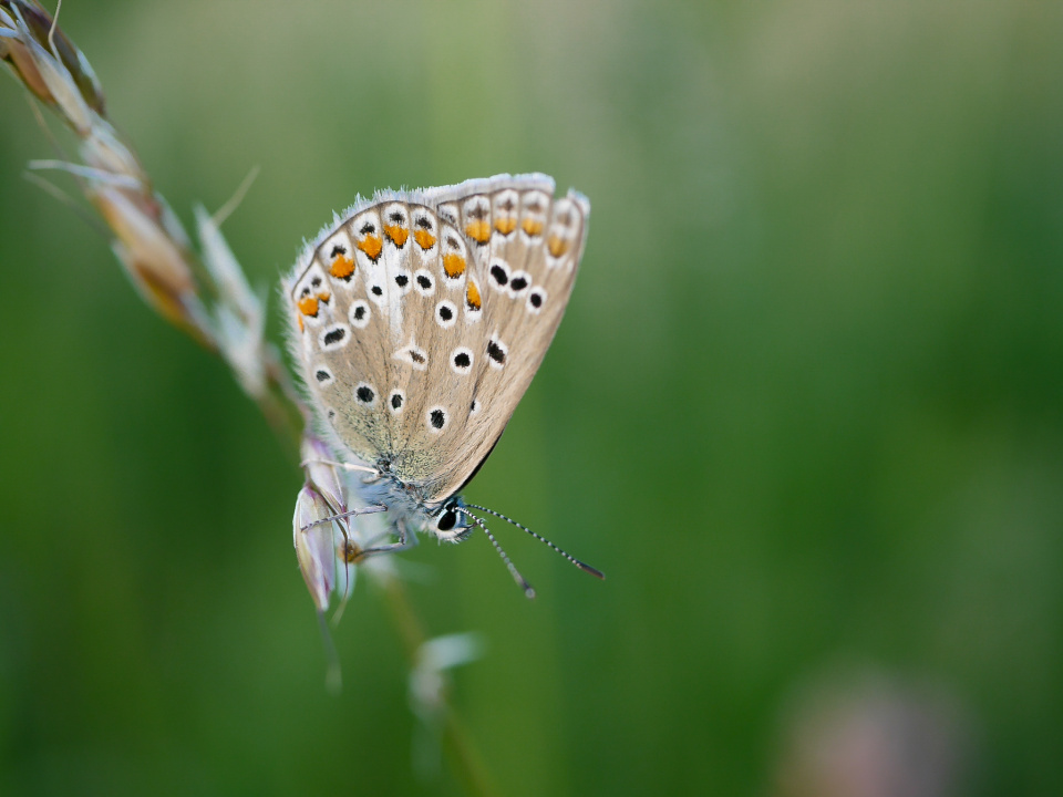 The Common Blue Butterfly