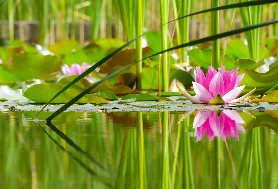 Water lilly