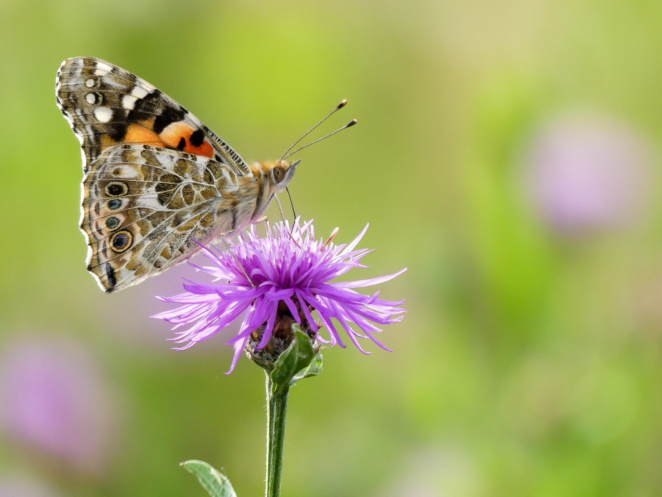 Chasing  butterflies